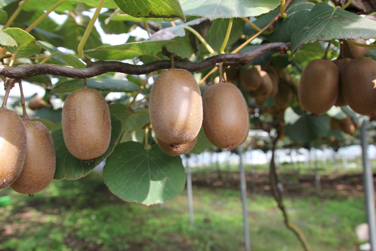 Kiwi M Le Atlas Actinidia Deliciosa Atlas