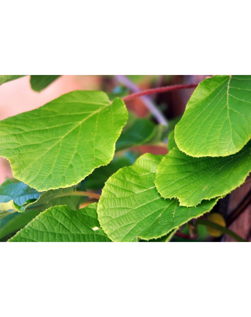 Kiwi M Le Atlas Actinidia Deliciosa Atlas