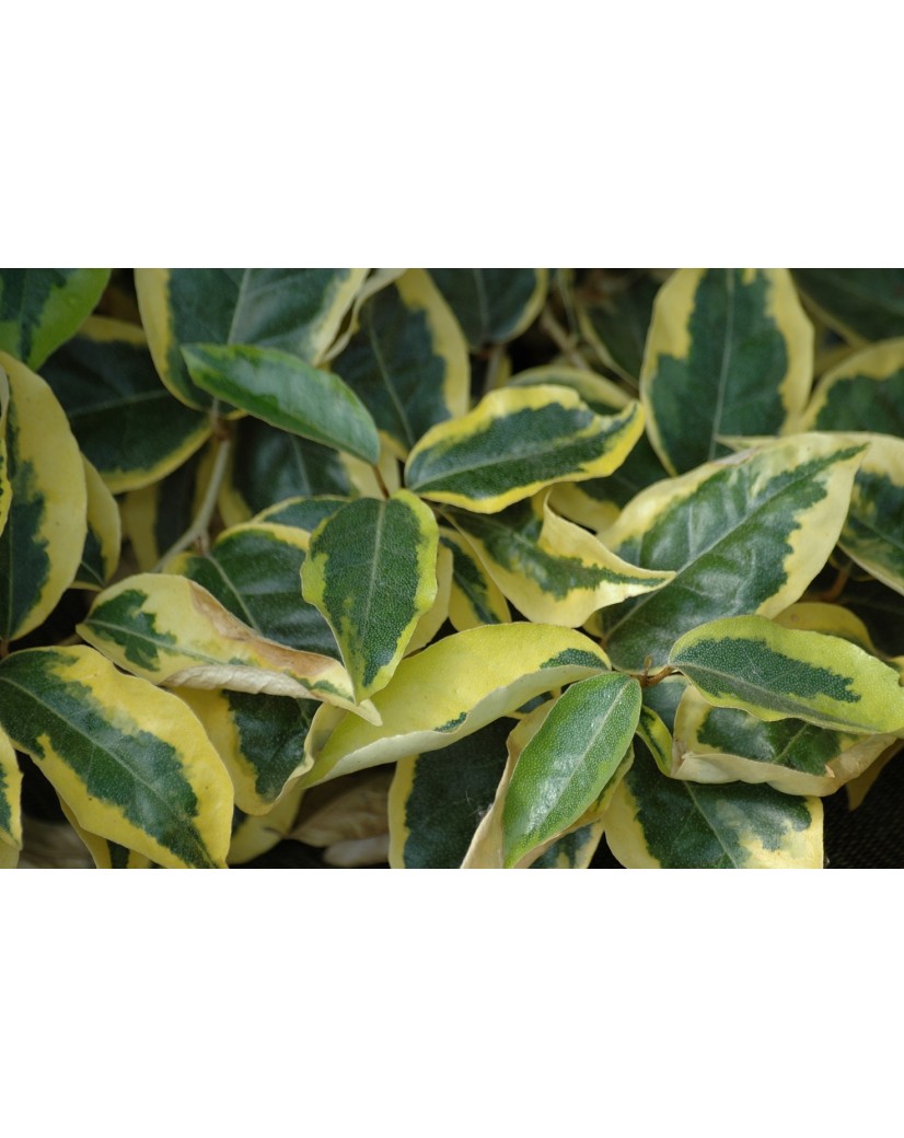 Lweide Gilt Edge Elaeagnus Ebbingei Gilt Edge