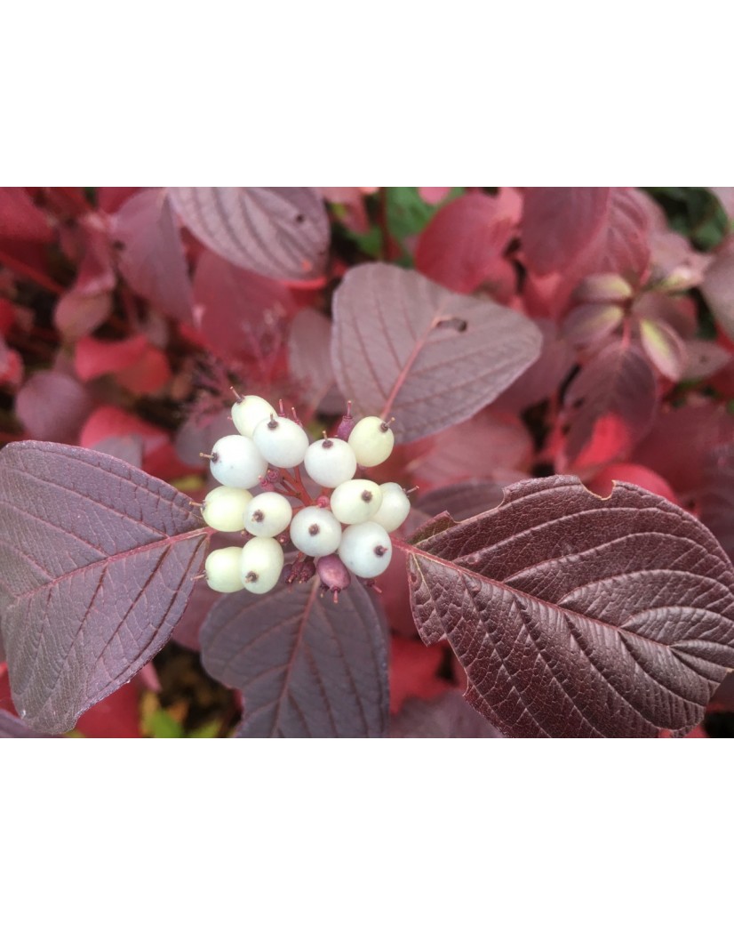 Witte Kornoelje Siberian Pearls Cornus Alba Siberian Pearls