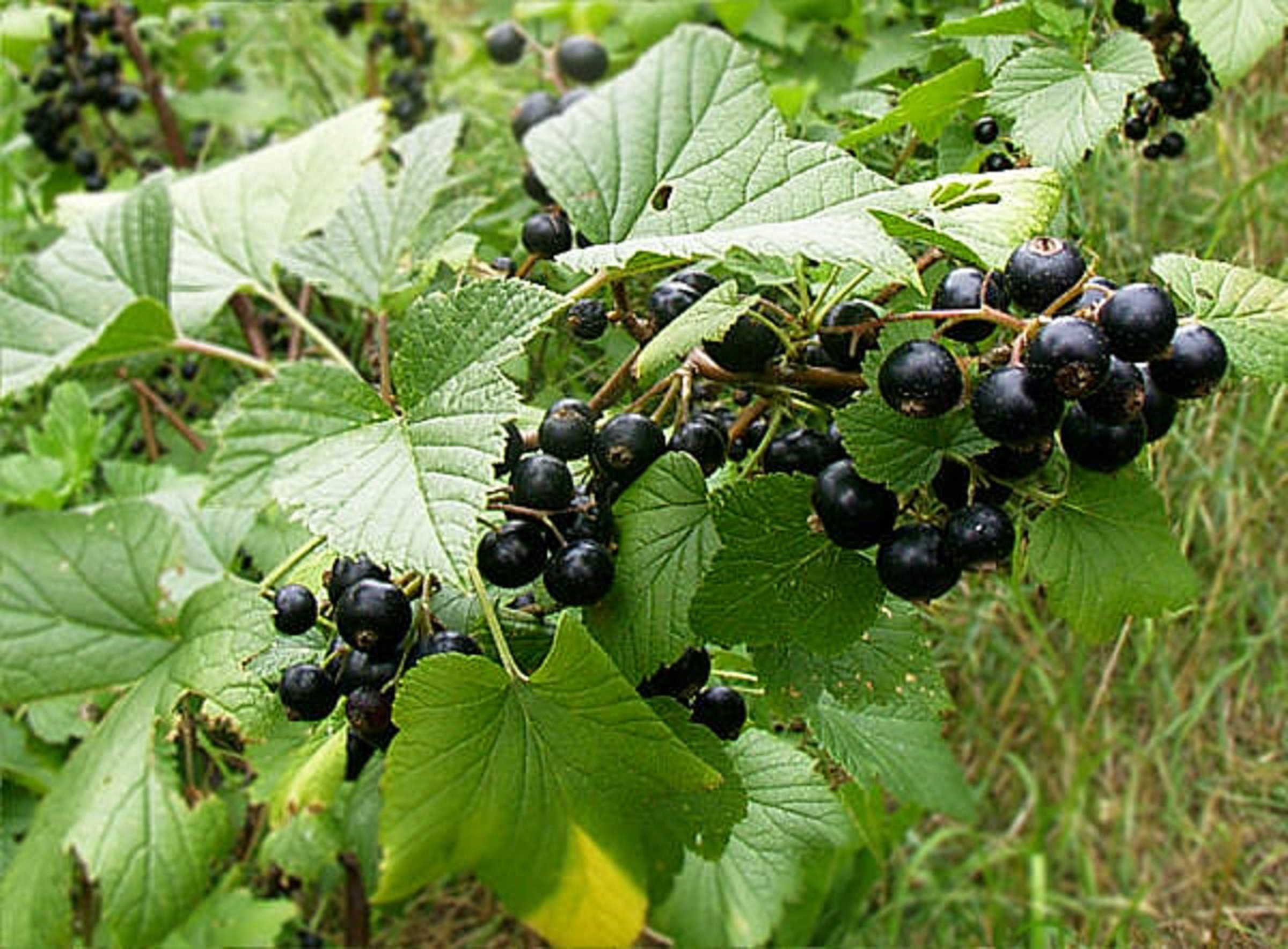 Blackcurrant Géant de Boskoop