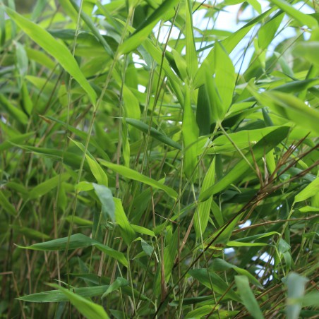 Bamboo Fargesia Nitida great wall