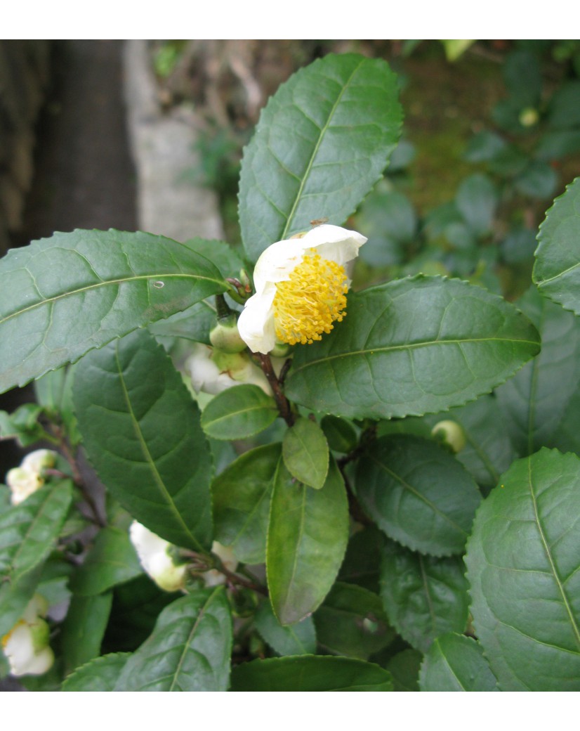 Le théier : découvrez l'arbre camellia sinensis - Ma Box Thé