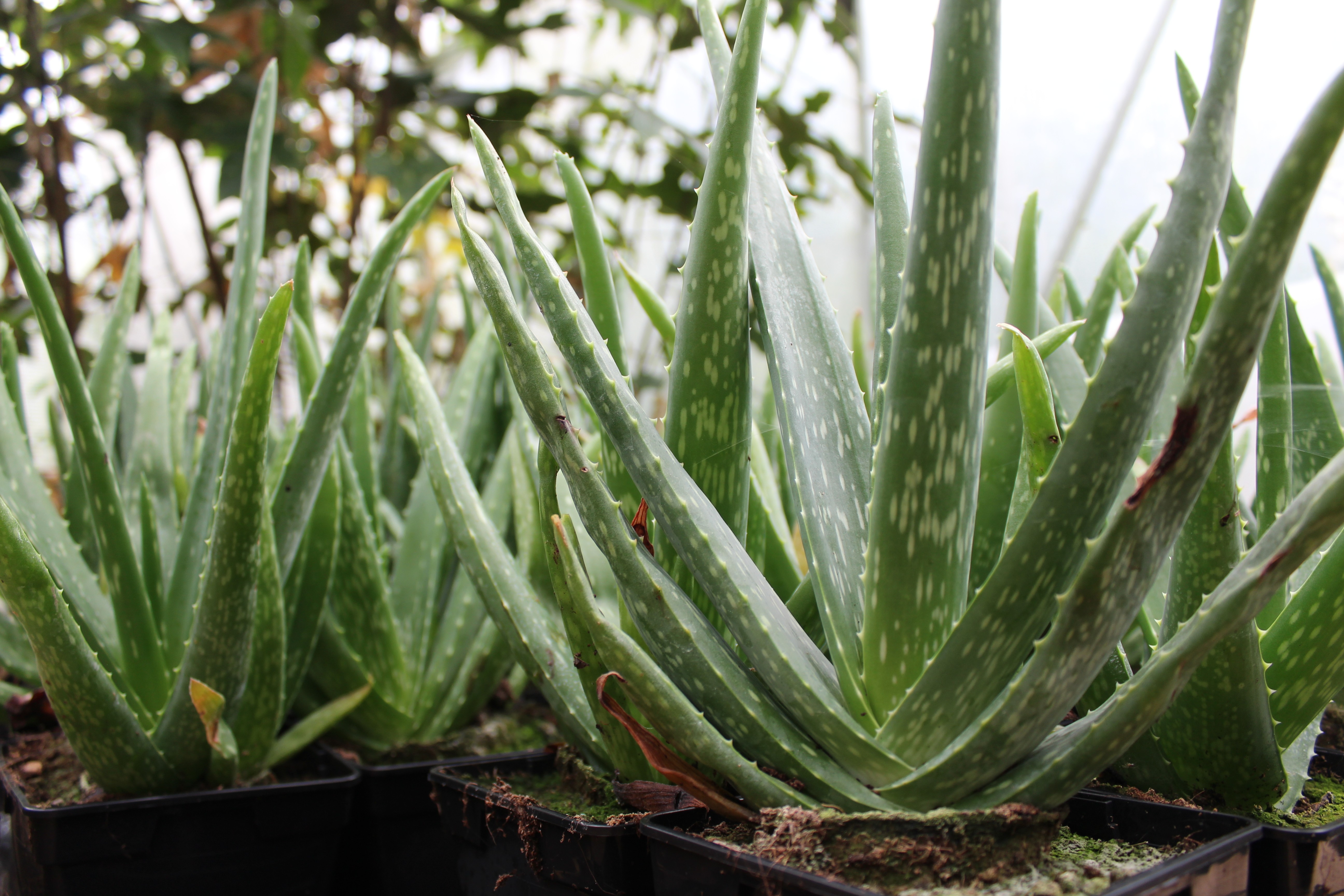 Echte Aloe - Aloe Barbadensis