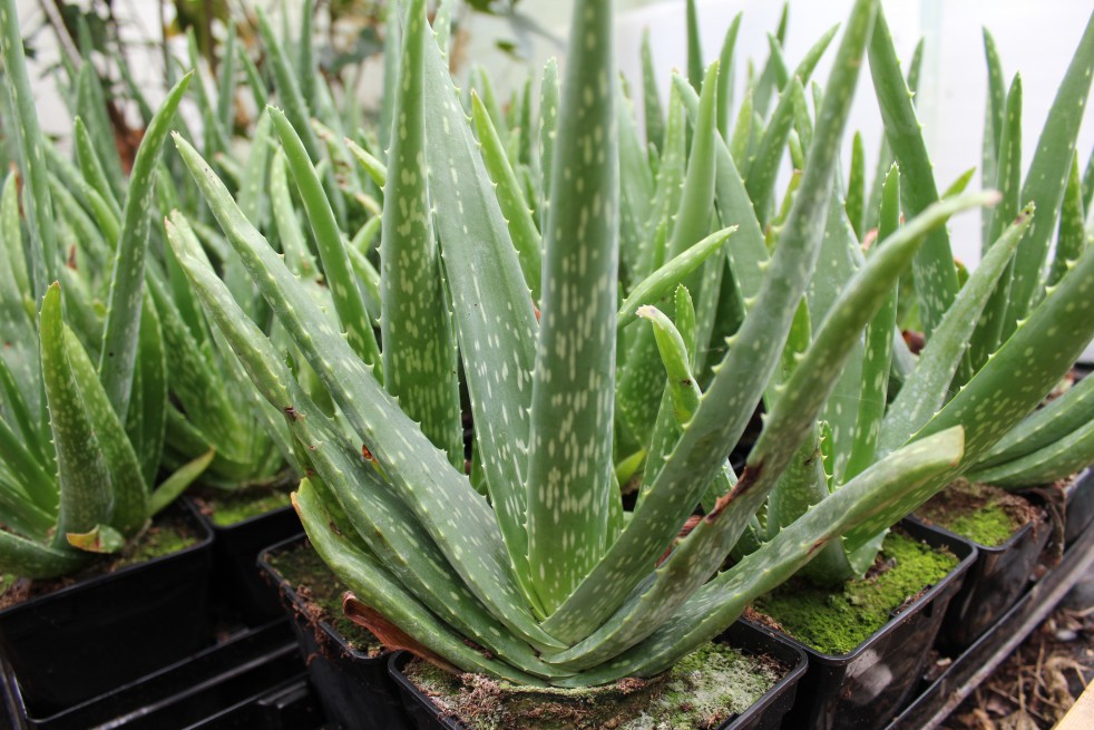 Aloe vera