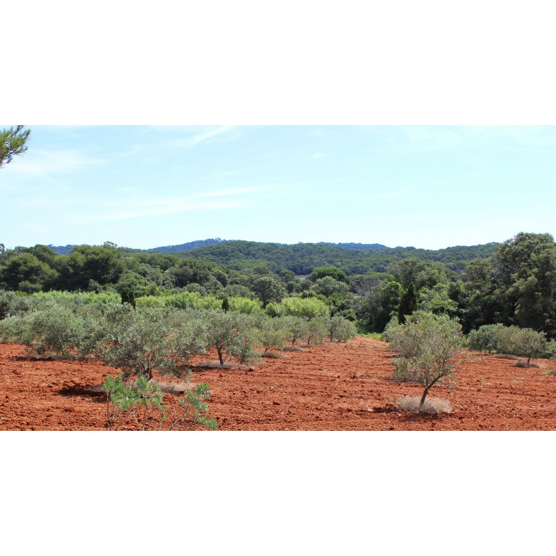 Olive Tree Olea Europaea Fastigiata