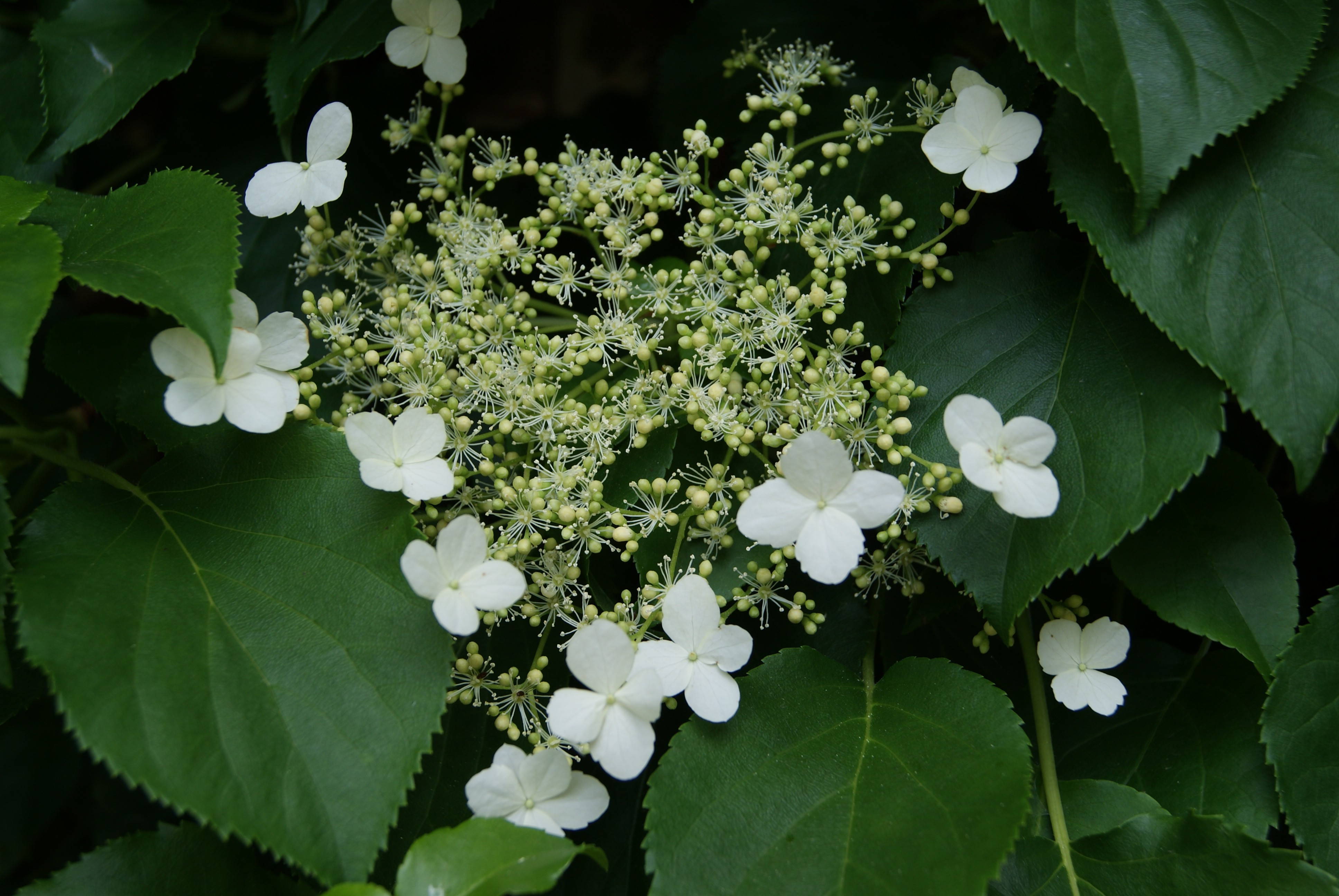 Kletterhortensie