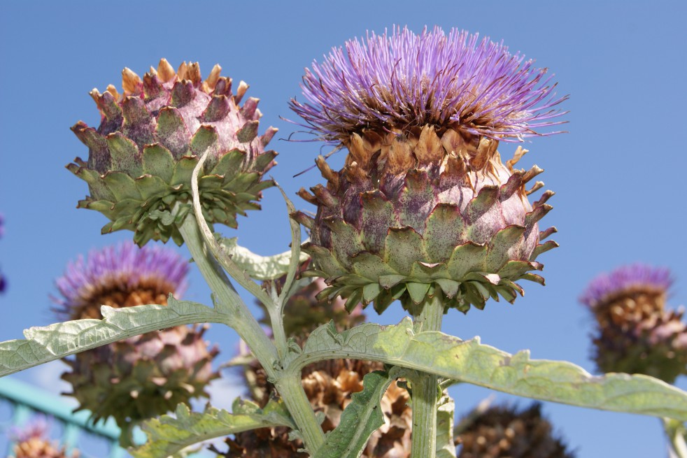 Artichaut violet de Provence