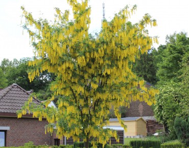 Goudenregen