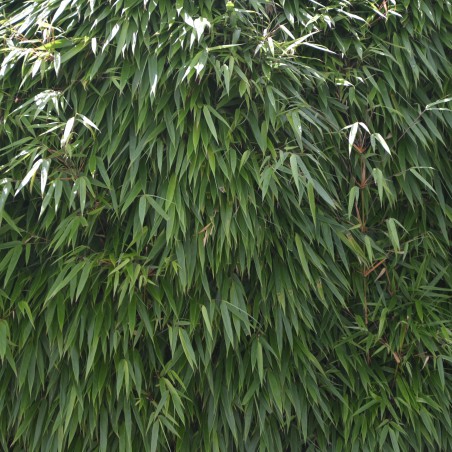 Bamboo Fargesia Robusta Pingwu