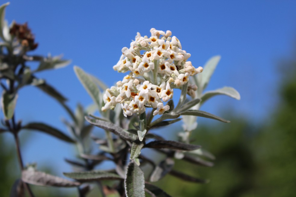 Arbre aux papillons argenté