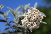 Arbre aux papillons argenté