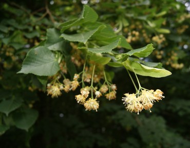 Tilleul à infusion - Tilia Cordata