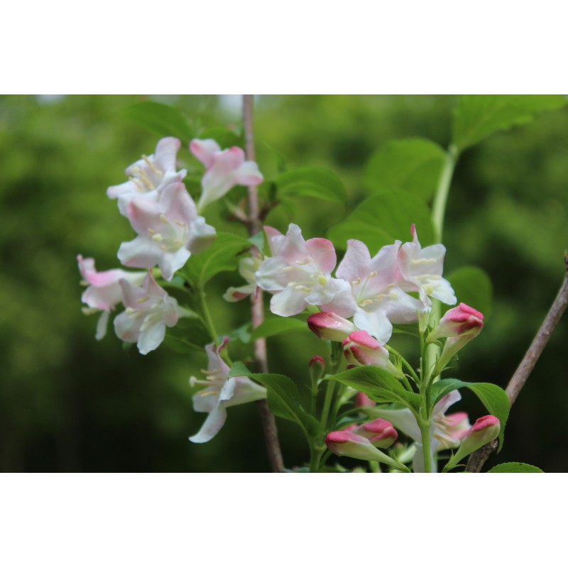 weigela rosea