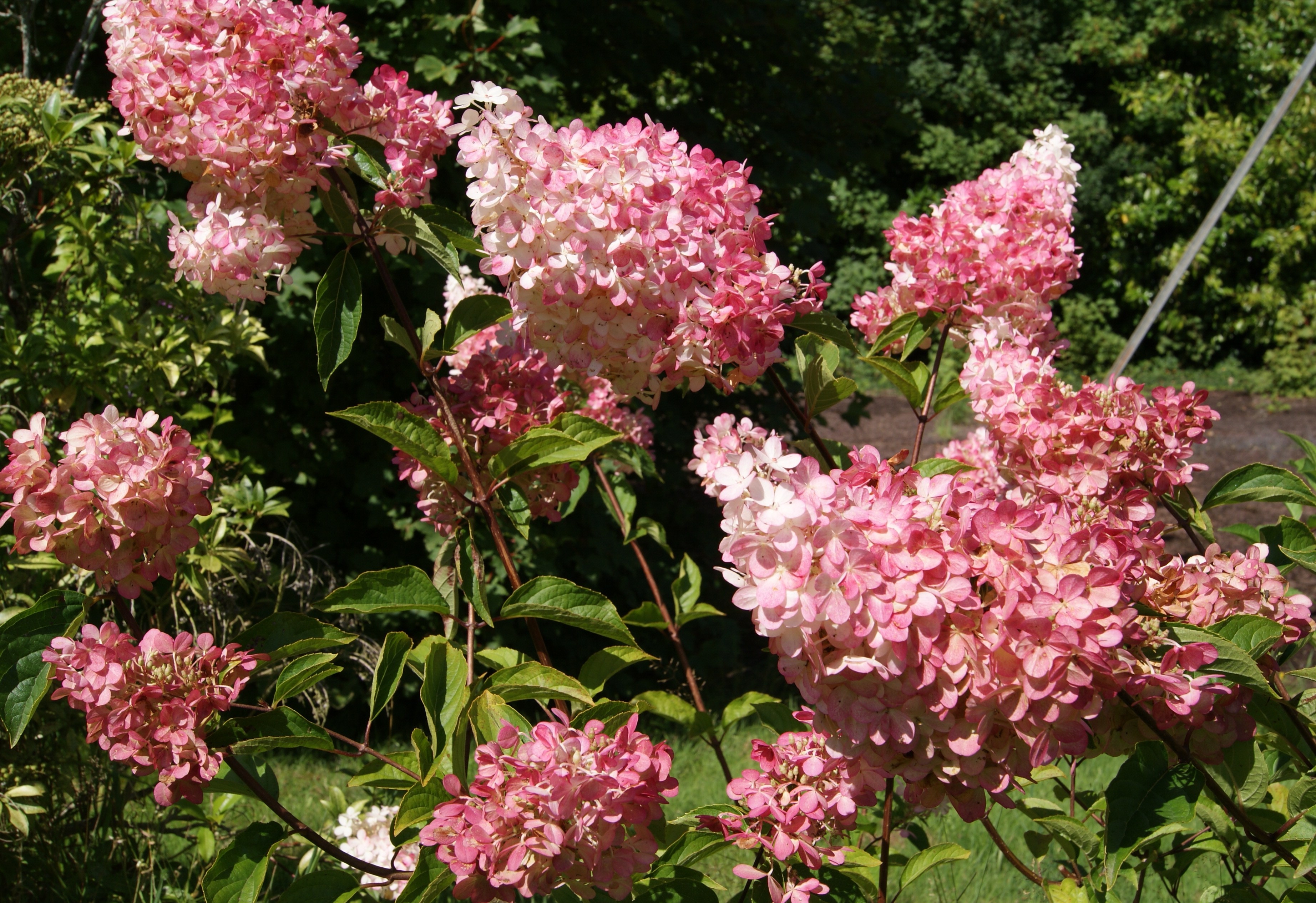 Rispenhortensie Vanille Fraise