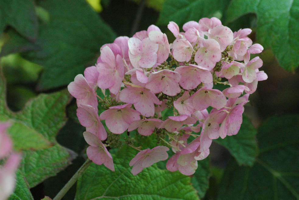 Hortensia à feuilles de chêne