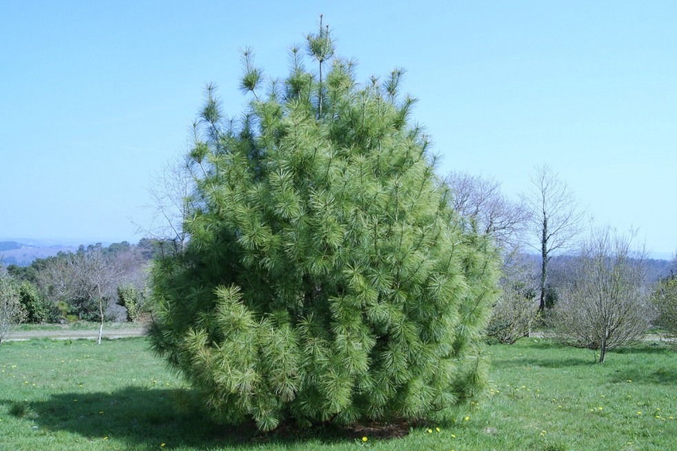 Pin De L Himalaya Pinus Griffithii Wallichiana Pin Pleureur