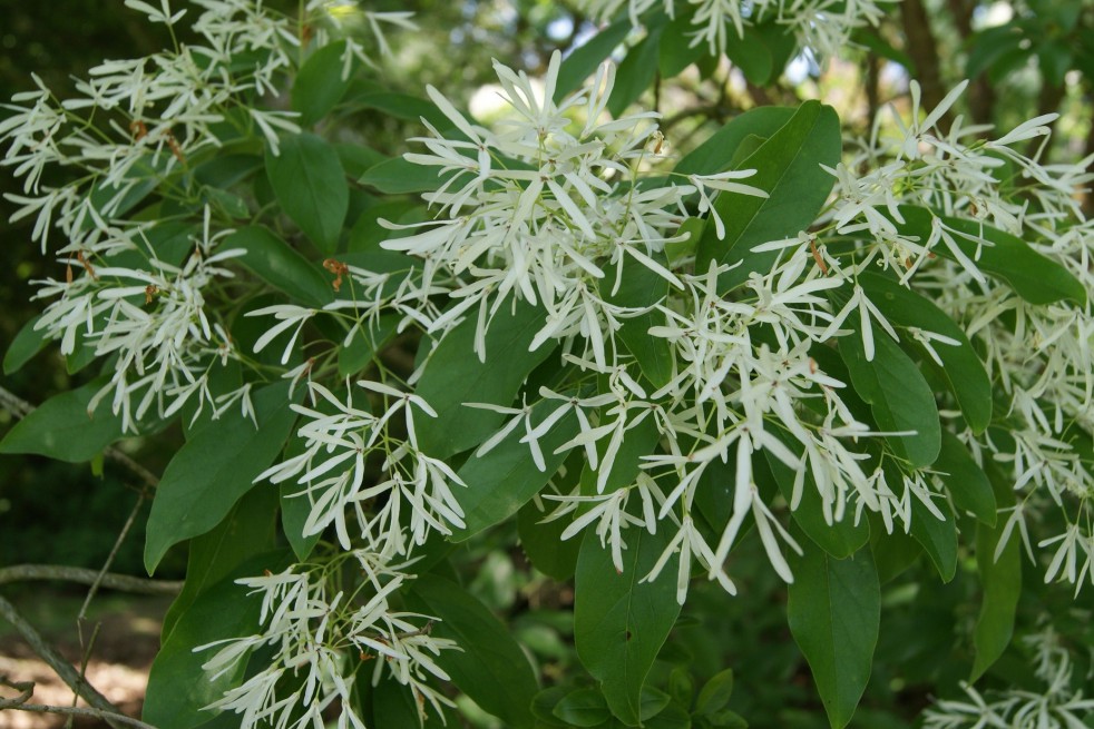 Chionanthus virginicus - Arbre à neige