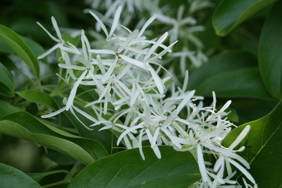 Chionanthus virginicus - Arbre à neige