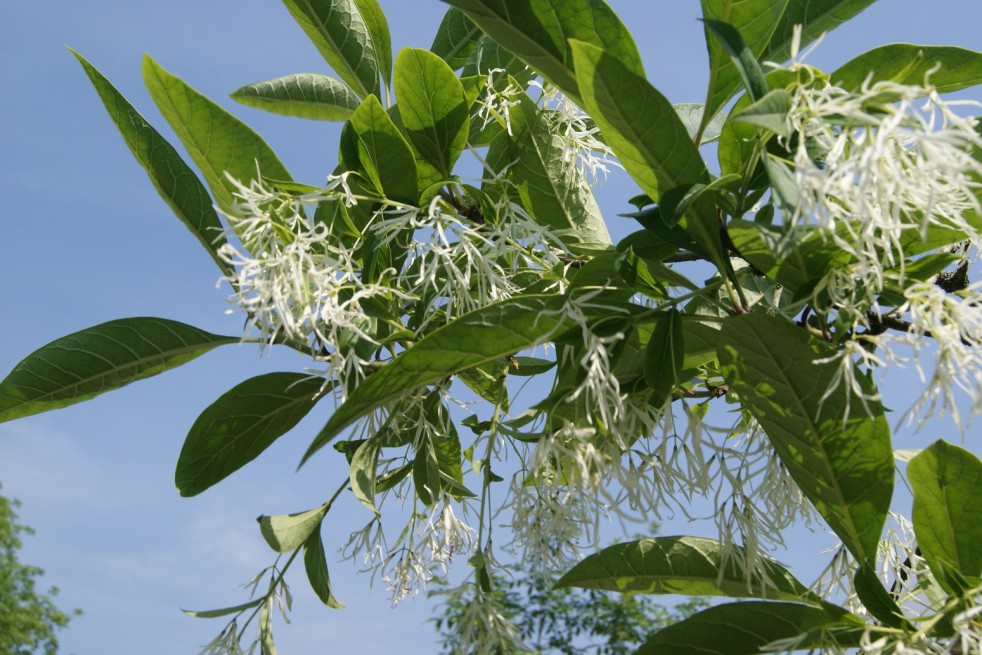 Chionanthus virginicus - Arbre à neige