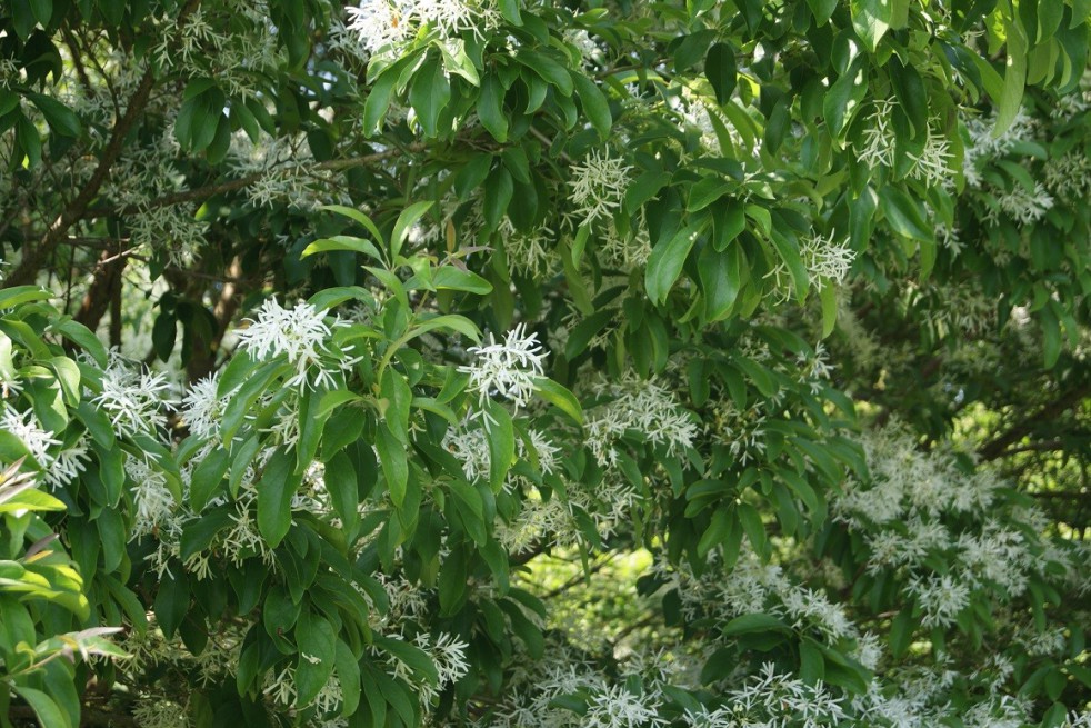 Chionanthus virginicus - Arbre à neige