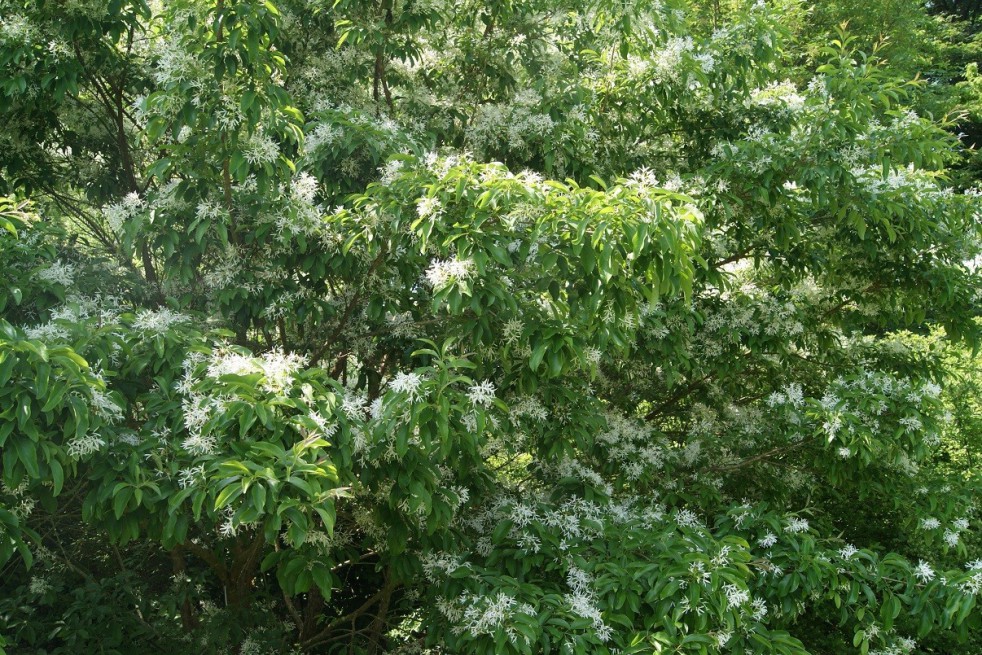 Chionanthus virginicus - Arbre à neige