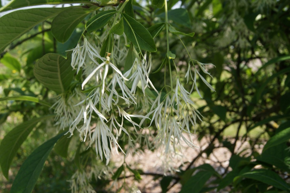 Chionanthus virginicus - Arbre à neige