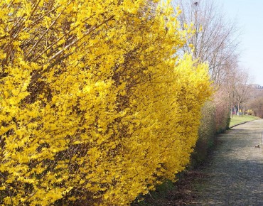 Forsythia intermedia - Forsythia 