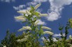 Itea virginica henry's garnet -Jardins du Monde.be