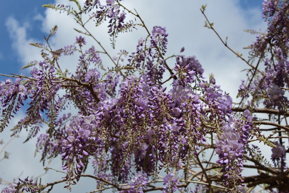 Glycine de Chine