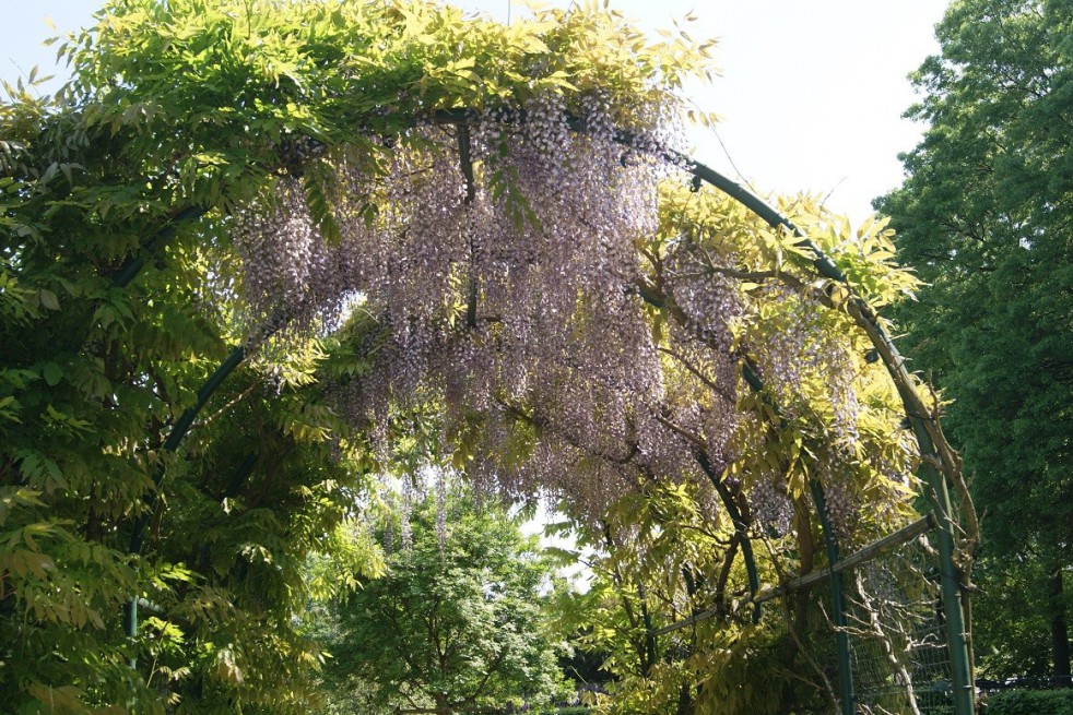 Glycine de Chine