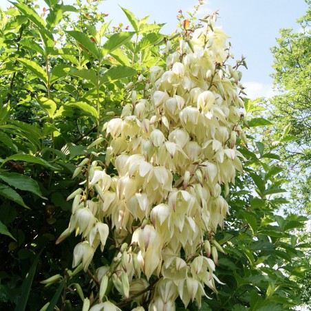 Adam's needle - Yucca Filamentosa