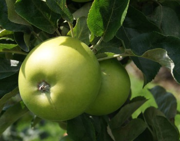 Granny Smith appelboom