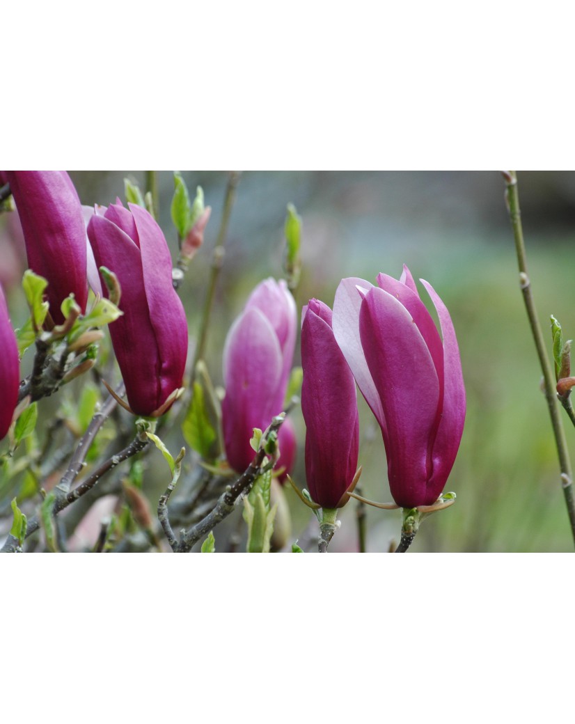 Magnolia Liliflora Nigra