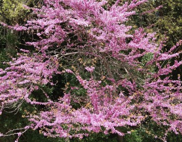 Eastern Redbud