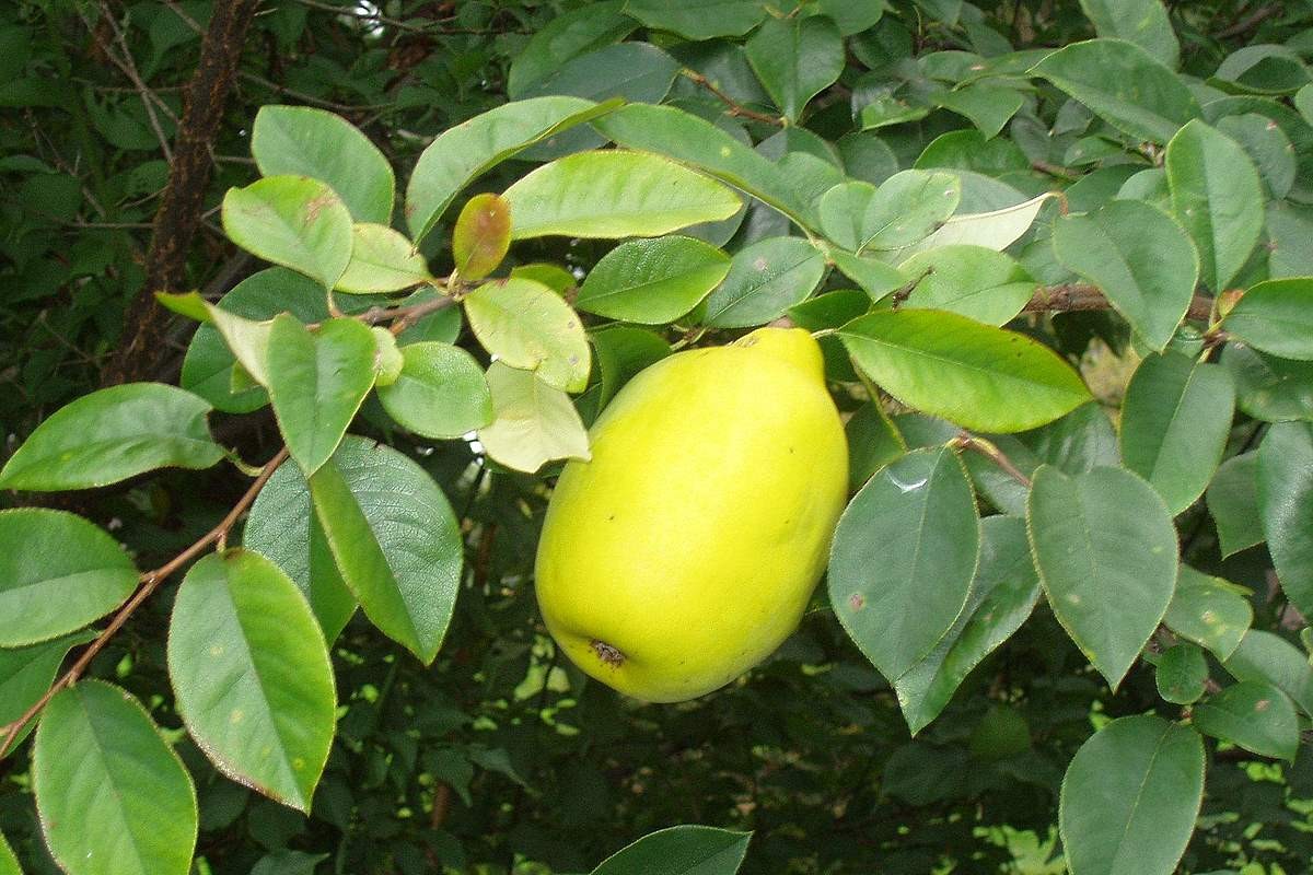 Chinese Quince