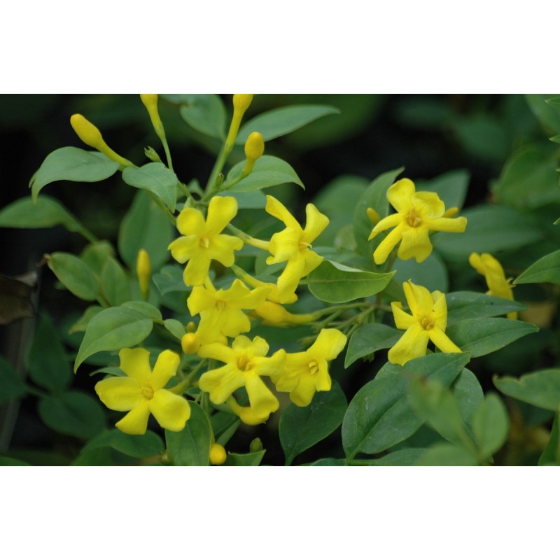 Italian Jasmine - Jasminum Humile Revolutum