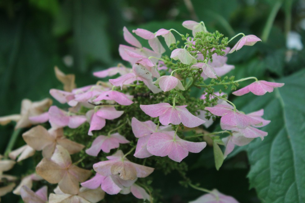 Hortensia à feuilles de chêne