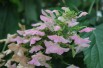 Hortensia à feuilles de chêne