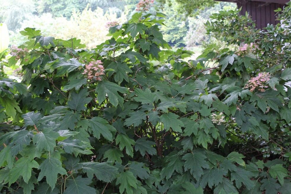 Oakleaf Hydrangea