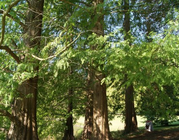 Bald cypress