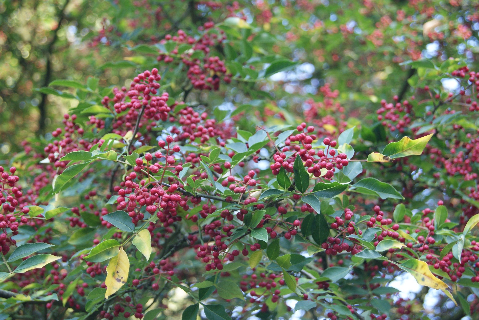 Poivrier du Sichuan