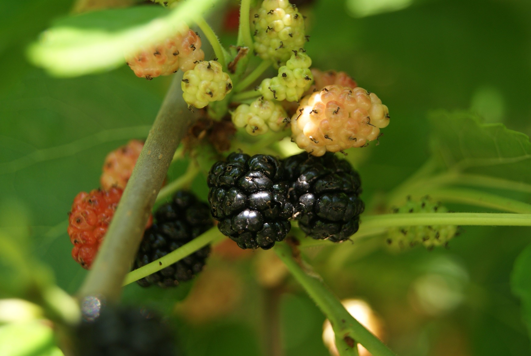 Black mulberry