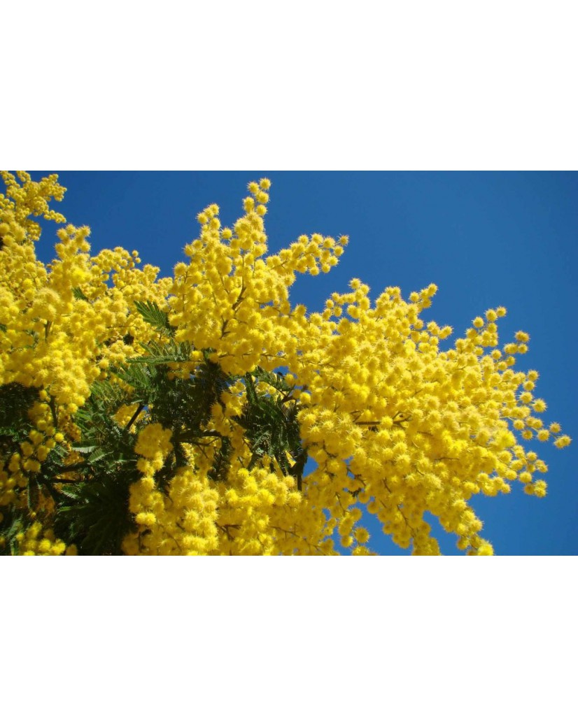 Panicled Goldenrain tree - Koelreuteria Paniculata