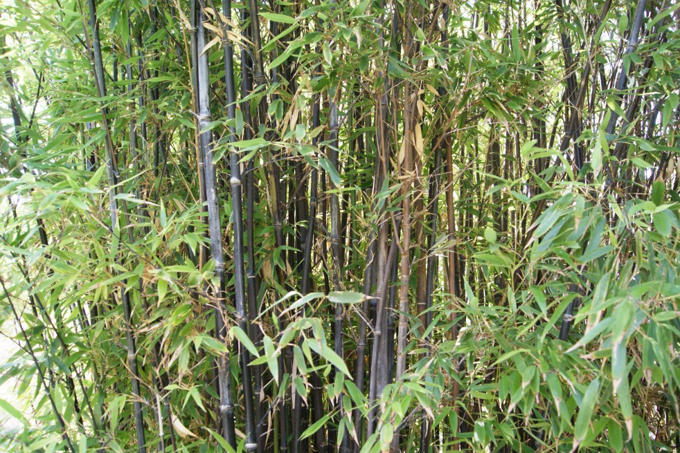 Black bamboo - Phyllostachys nigra