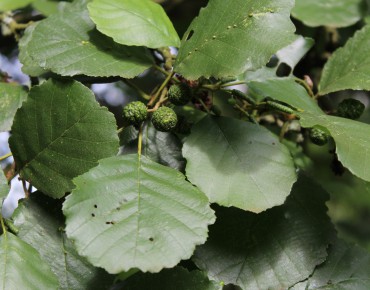 Black Alder -Alnus Glutinosa (Boland F.)