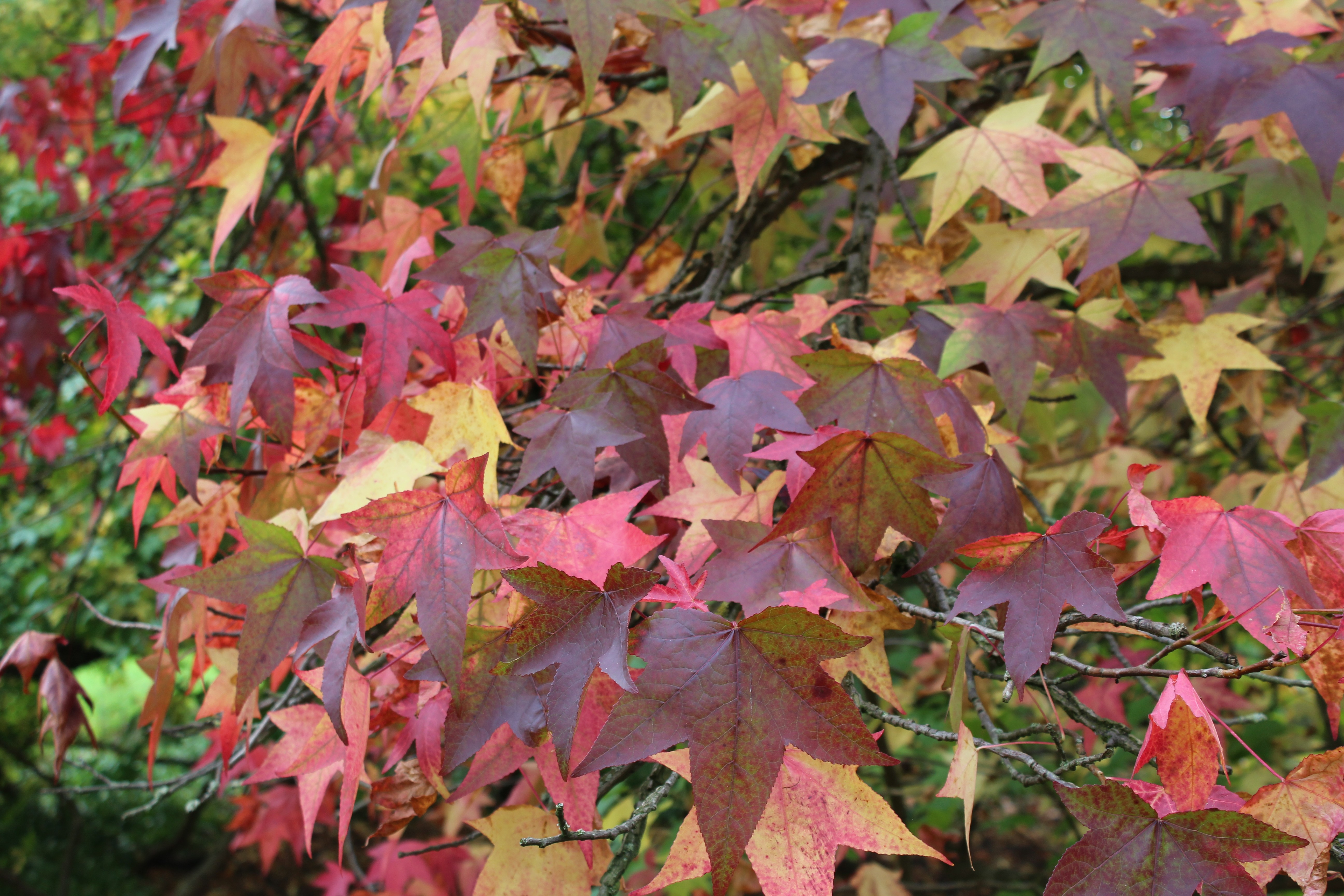 American Sweetgum