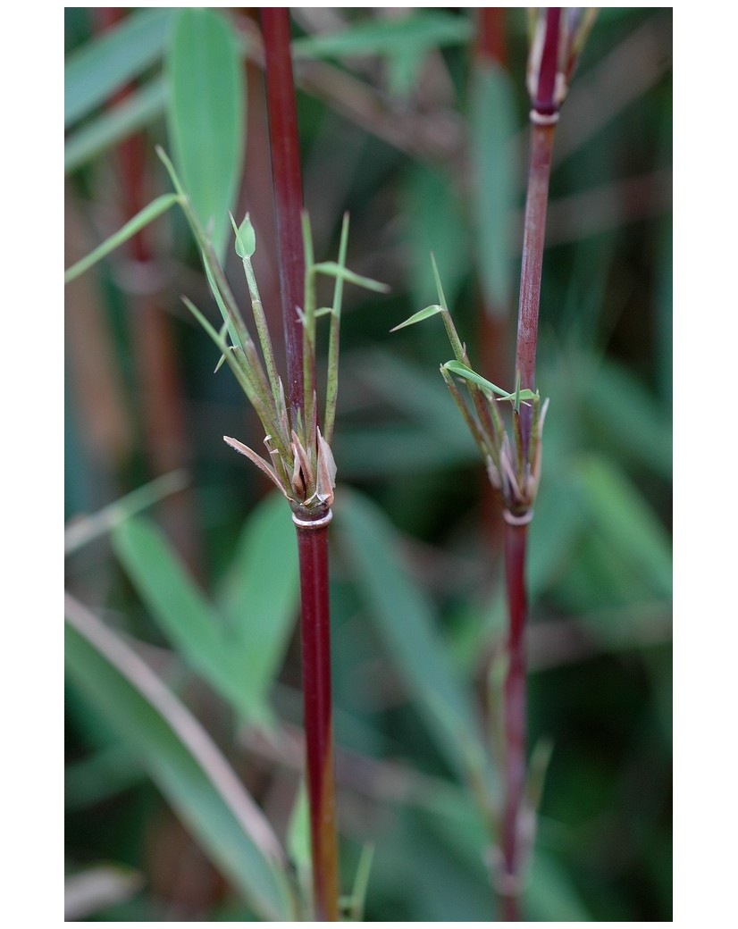 Bamboo Fargesia Red Dragon