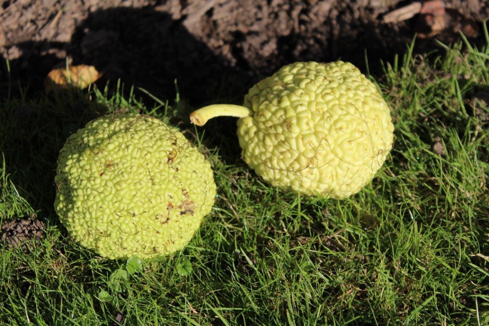 Osage orange