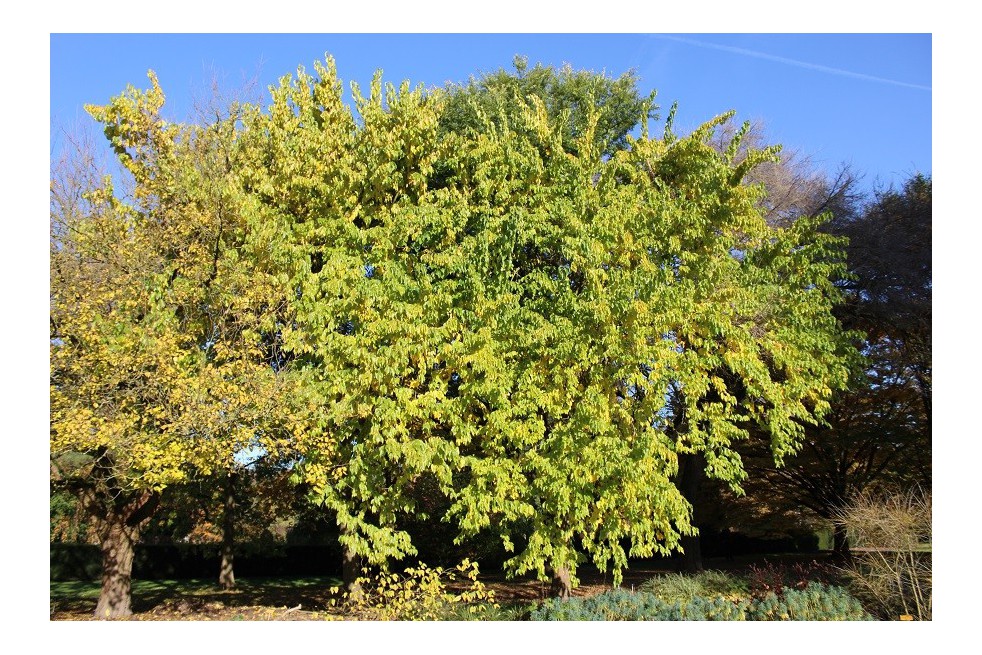 Osage orange